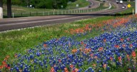 TxDOT crews plant thousands of acres of wildflowers in fall for spring blooms