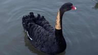 This 'naughty' black swan has been evicted from Shakespeare's hometown