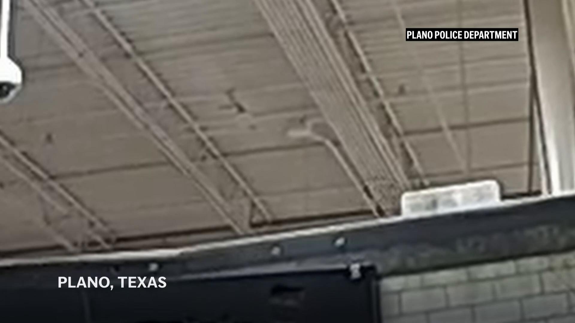 Pet monkey on the loose at Texas Spirit Halloween store