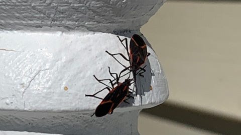 Michigan homeowners play host to unwanted boxelder bugs. How to deal with them