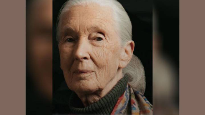 Chronicler of Chimpanzees, Jane Goodall dies at 91