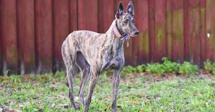 7 Things Every Greyhound Owner Should Know Before Bringing One Home