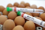 Netherlands to cull 161,000 animals after bird flu detected