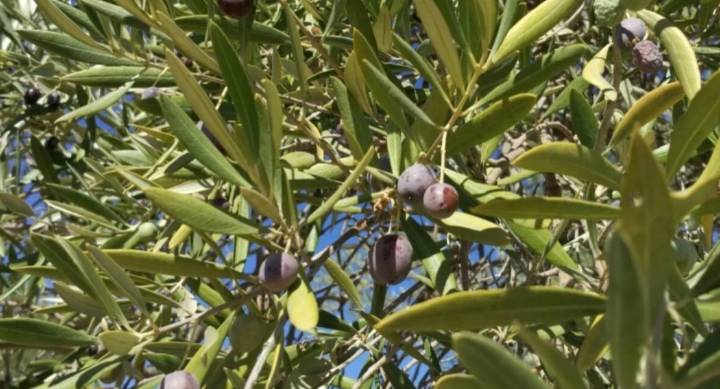 Prevén una mala campaña de aceite en Extremadura: "Llegan las lluvias, pero el daño ya está hecho"