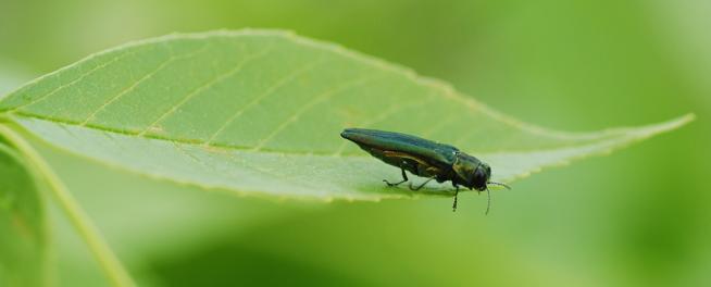 Berthoud confirms emerald ash borer in town limits