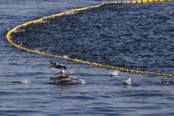 Menhaden board reduces catch by 20% on the East Coast