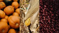 Las tres hermanas... ¿Por qué se acostumbra sembrar frijol, maíz y calabaza juntos?
