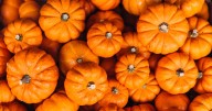 Scottish farm 'with over 20,000 pumpkins' in UK's top Halloween family