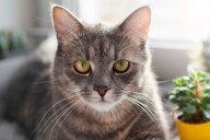 Córdoba. Un grupo de vecinos denuncia que personas en situación de calle se comieron a sus gatos