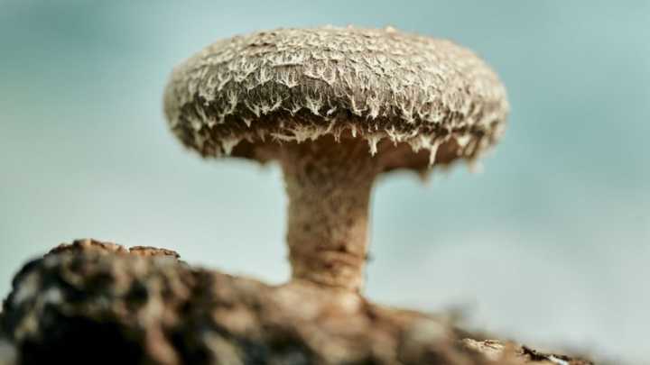 Scientists Built a Working Computer Memory Out of Shiitake Mushrooms