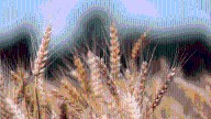 Cabinet hikes wheat MSP by Rs 160 per quintal to Rs 2,585