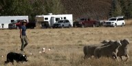 29th Annual Trailing of the Sheep festival honors local heritage