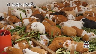 Situación actual de la producción de cuy en El Tambo (Nariño)