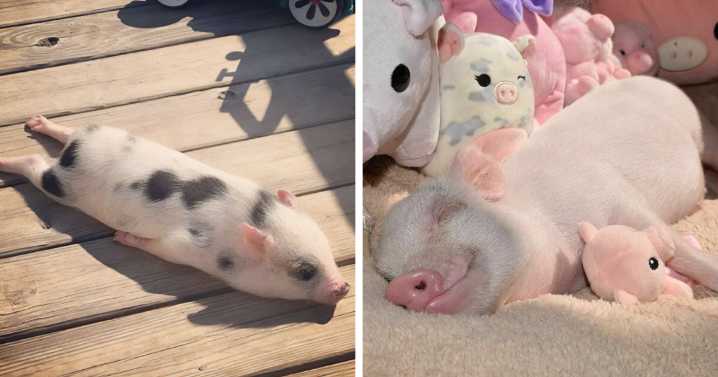 39 Heartbreakingly Cute Pigs You Need To See