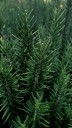 Boost Your Hair Health: 6 Benefits of Rosemary