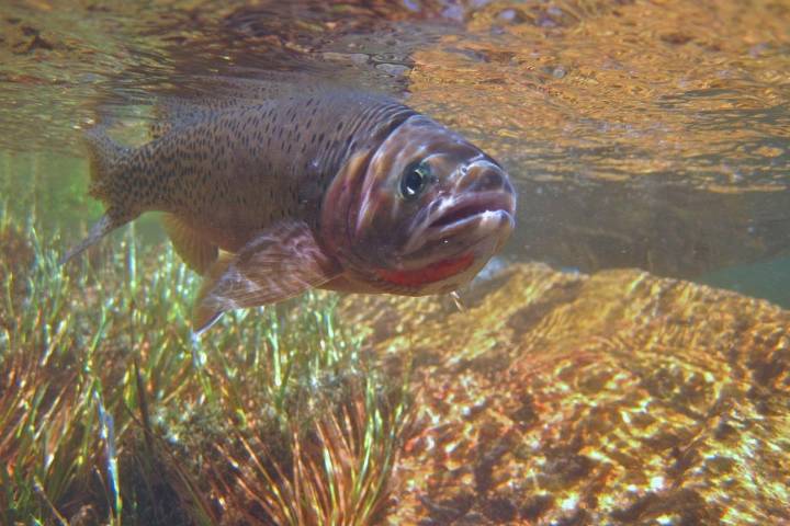 Chelan County Nets Millions for River Restoration