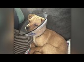 Chihuahua in recovery after surviving abuse