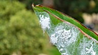 No, That's Not Fuzz In The Air - It's This Pesky Invasive Insect