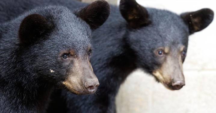 Orphaned black bear cubs released after rehab at North Carolina Zoo