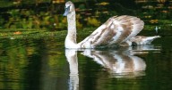 Stunning images as swans glide still Midland lake