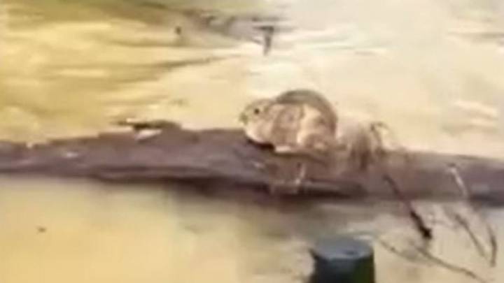 Tiny Creature Clings To Floating Log In Kentucky Floods Until Help Arrives