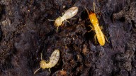 Termites Love This Overlooked Entry Point On Homes