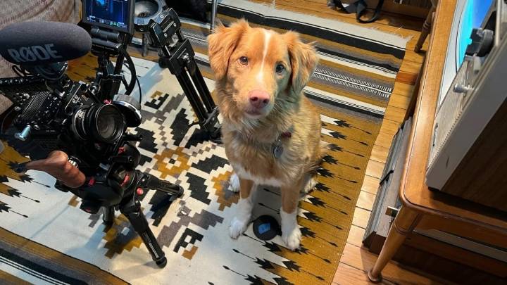 'Good Boy's star dog Indy pleads for the Academy Awards to hear him out