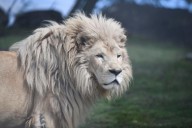Louie the Lion, rescued after decades of performing, dies at Lions Tigers & Bears