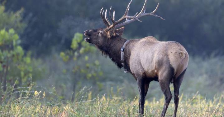 Logan County elk viewing platform opens as West Virginia works to restore locally extinct species
