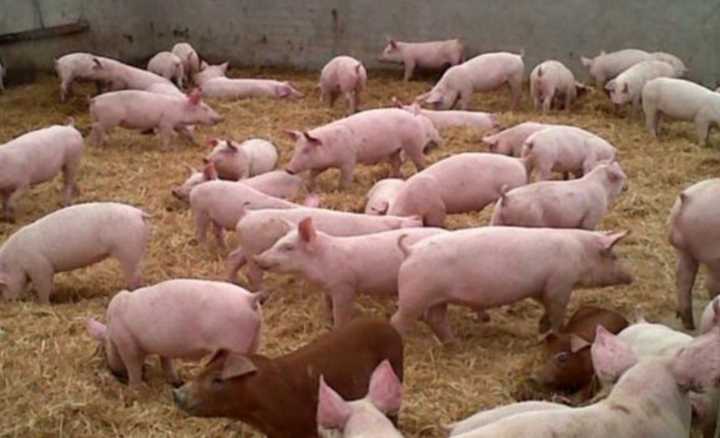 Una buena para el sector porcino