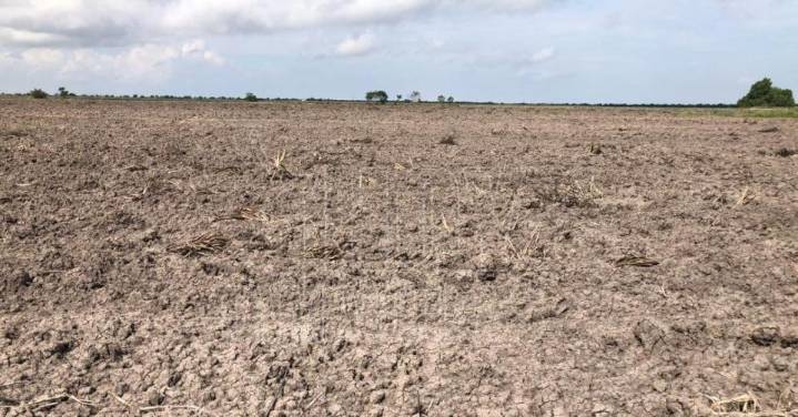 Productores de Matamoros dejan de trabajar tierras por falta de apoyos federales