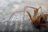 Myths About Brown Recluse Spiders In Maine Explained
