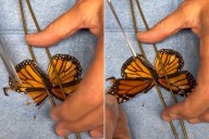 Monarch Butterfly Receives Successful Wing Transplant In Unbelievable Viral Video