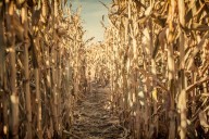 Saratoga Co. orchard launches limited haunted corn maze