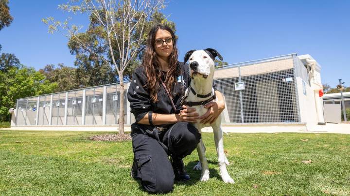 Dog shelters under pressure as State Government remains tight-lipped on next steps to stamp out puppy farms