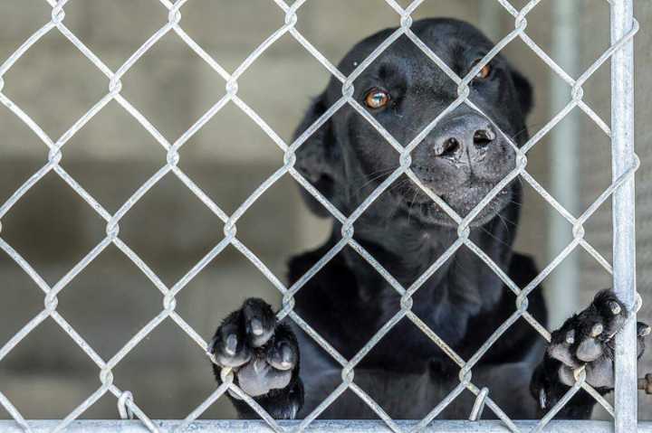 Rural animal shelters ‘over our heads’