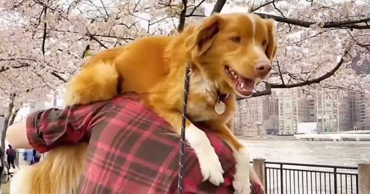 IFC petitions Oscars to recognize animal actors
