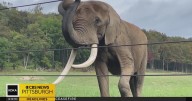 Nonhuman Rights Project sues Pittsburgh Zoo, demands release of elephants