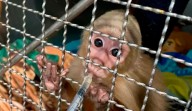 Crueldad animal en el Valle de Aburrá: rescatan a dos monos sometidos a torturas y cautiverio