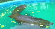What happens after closure of Miami Seaquarium?