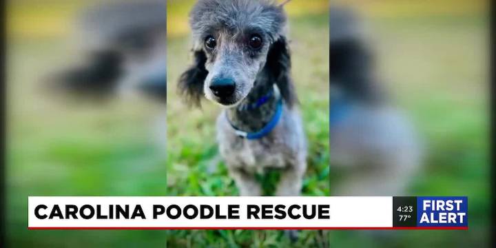 4 Legged Friends: Bullet