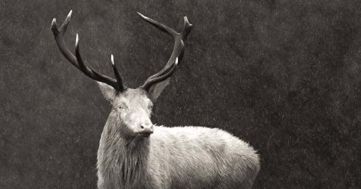 Man finds rare white stag in UK woods after searching for a whole year