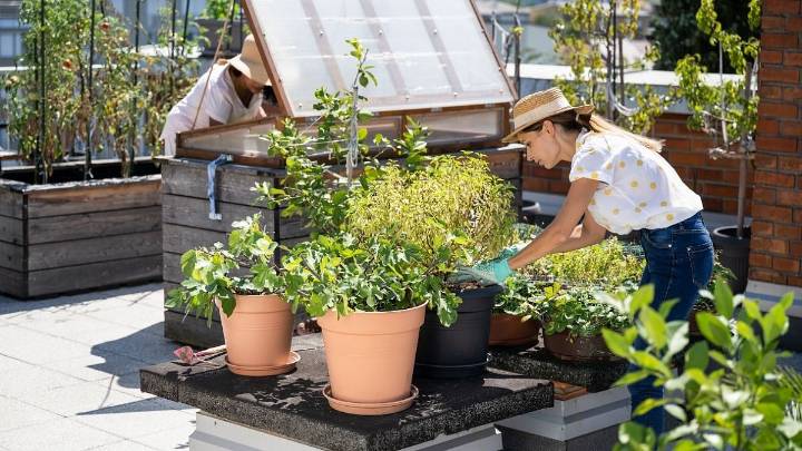 Gardening: Why Native Plants Are Taking Root In Local Yards Around The Globe