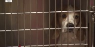 New Arizona law targets dog owners who run after attacks