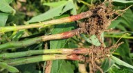 Minnesota's first case of red crown rot of soybean confirmed