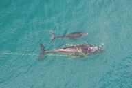 More whales are getting tangled in fishing gear and shark nets. Here’s what we can do