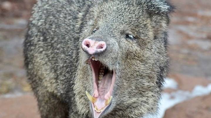 Motorcyclist seriously injured after hitting javelina in Arizona