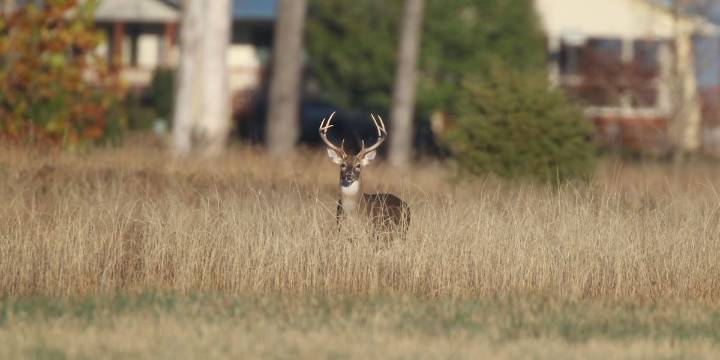 Howard considers changes to urban deer hunt ordinance