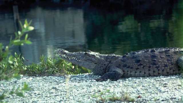 Dog found in crocodile's jaws in Brevard County neighborhood