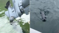 Maine Boaters Spot A Strange Blob On Their Engine And What They Discovered Shocked Them